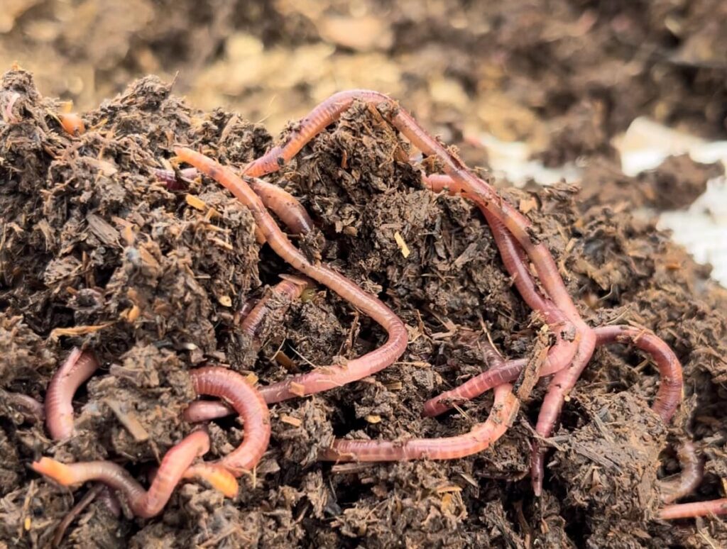 Read more about the article The Mighty Red Wiggler: The Unsung Hero of Sustainable Gardening