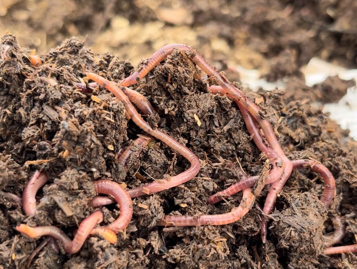 You are currently viewing The Mighty Red Wiggler: The Unsung Hero of Sustainable Gardening